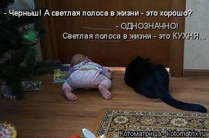 Лучшие котоматрицы недели 09.01.2015 (50 фото)