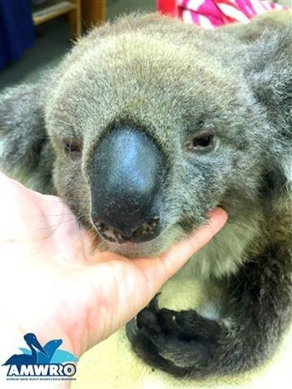 Австралия: помогают коалам, получившим ожоги и-за лесных пожаров (7 фото)
