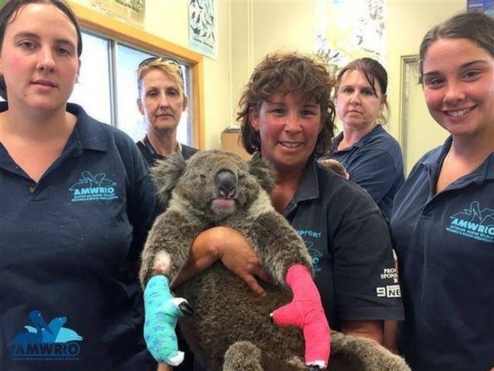 Австралия: помогают коалам, получившим ожоги и-за лесных пожаров (7 фото)