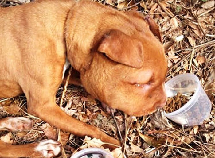 Америка: спасение щенка с веревкой на шее (7 фото)