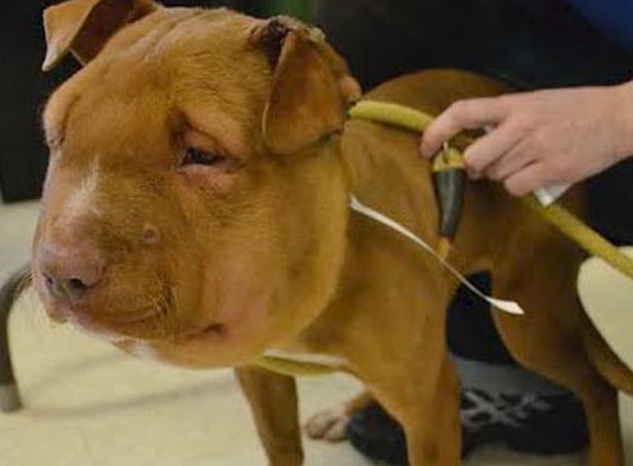 Америка: спасение щенка с веревкой на шее (7 фото)