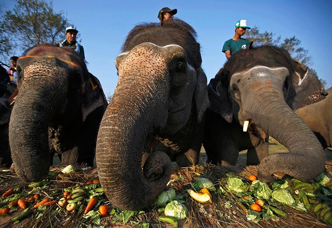 Фестиваль слонов в Непале (25 фото)