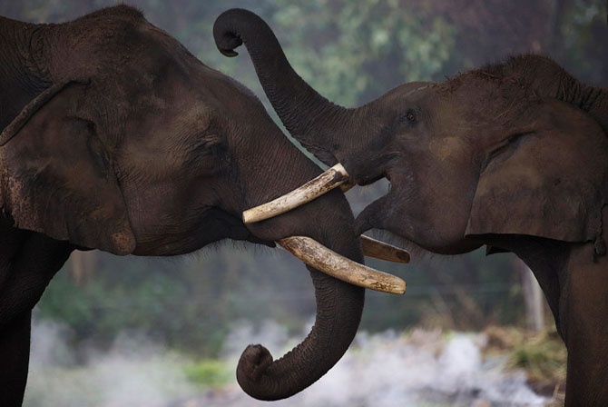 Фестиваль слонов в Непале (25 фото)