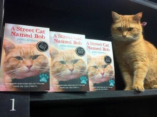 Уличный кот, который воспитал себе хозяина и прославился на весь мир (10 фото)