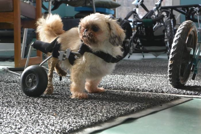 Инвалидные коляски для наших четвероногих друзей (20 фото)