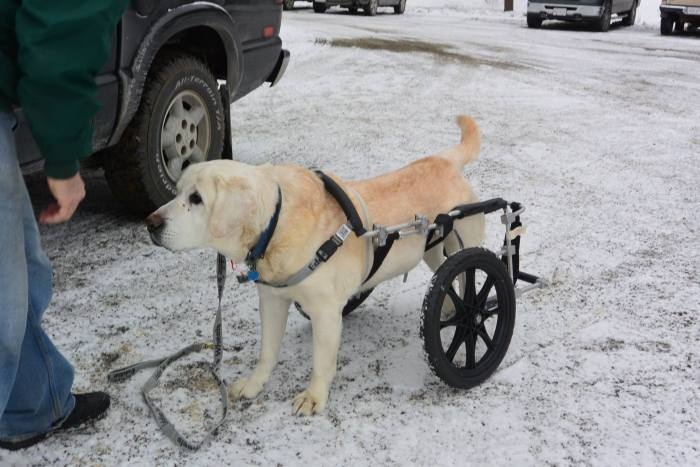 Инвалидные коляски для наших четвероногих друзей (20 фото)