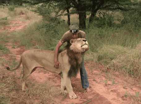 Южная Африка: мужчина вырастил настоящего льва (10 фото + 2 гифки)
