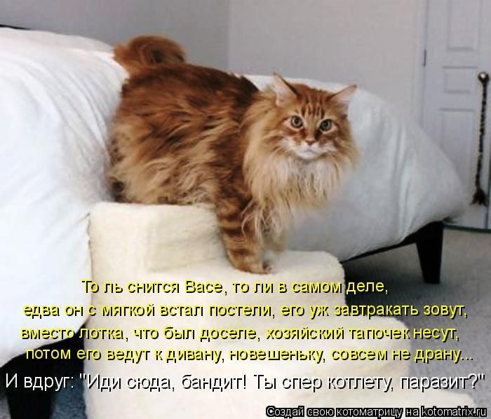 Лучшие котоматрицы недели 16.01.2015 (49 фото)