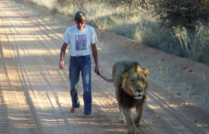 Южная Африка: мужчина вырастил настоящего льва (10 фото + 2 гифки)