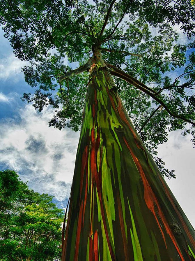 Самые впечатляющие деревья в мире (10 фото)