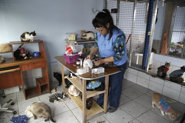 Перуанская медсестра заботится о 175 больных кошках