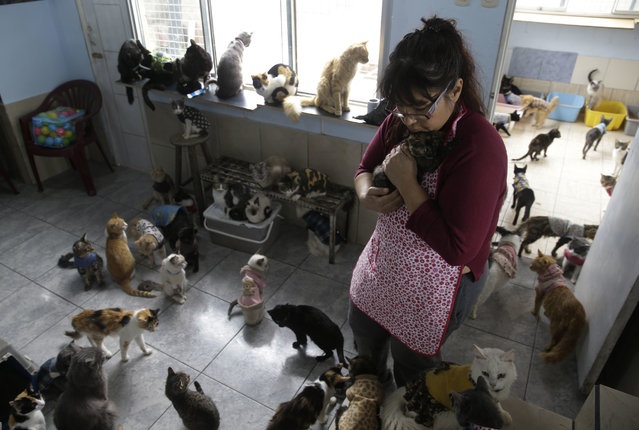 Перуанская медсестра заботится о 175 больных кошках