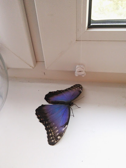 Домашняя бабочка, или каково это, когда у тебя дома живет бабочка