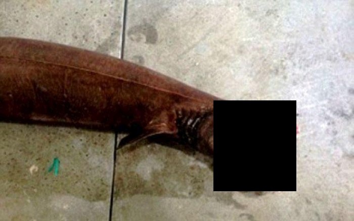 Добычей рыбаков около побережья Австралии стала очень редкая и необычная акула (4 фото)