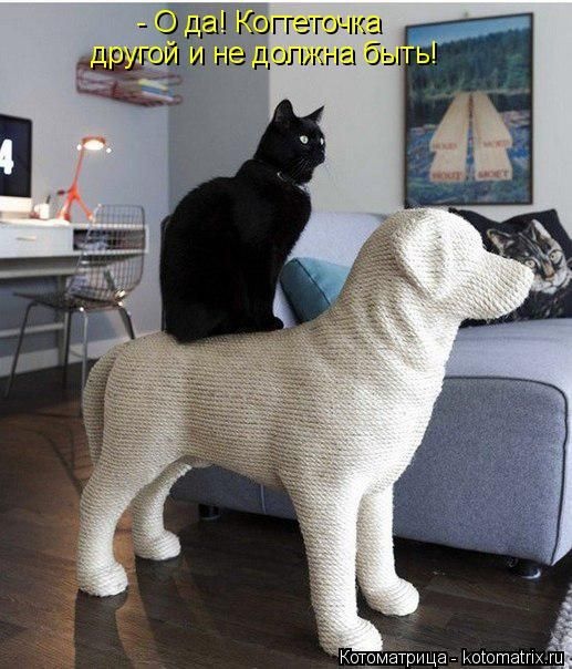 50 смешных котоматриц (50 картинок)