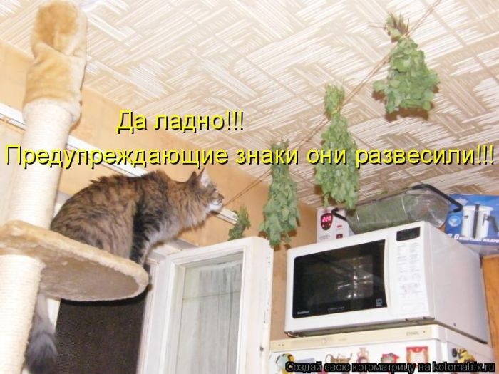 50 смешных котоматриц (50 картинок)