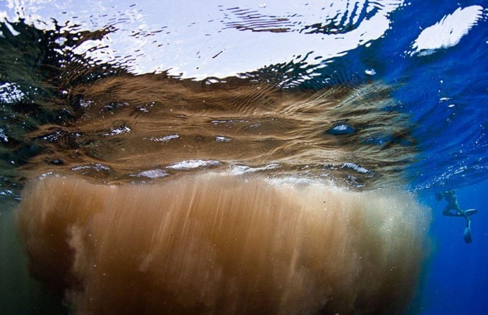 Кашалот испортил дайверам погружение (7 фото)