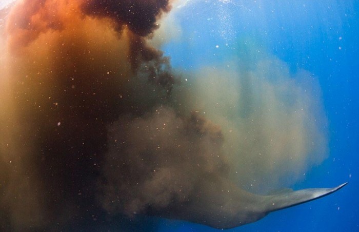 Кашалот испортил дайверам погружение (7 фото)