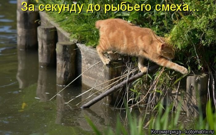 50 смешных котоматриц (50 картинок)