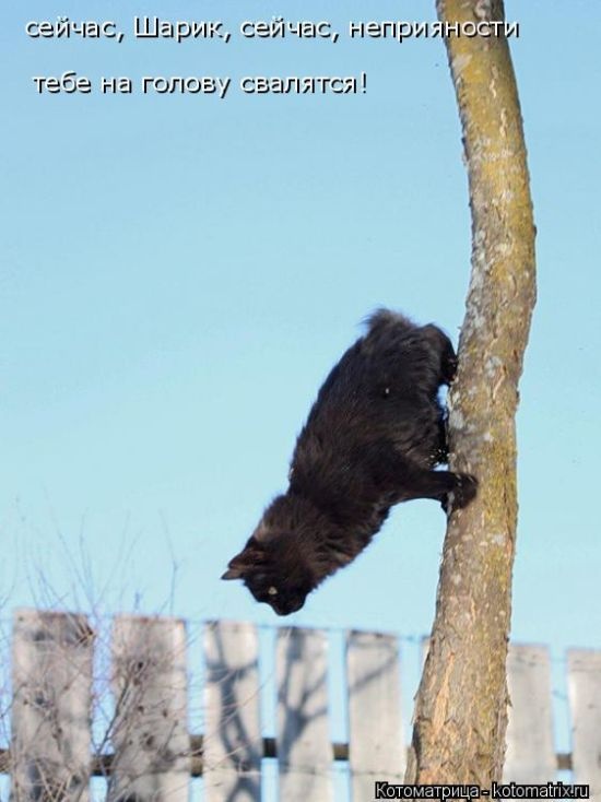 50 смешных котоматриц (50 картинок)