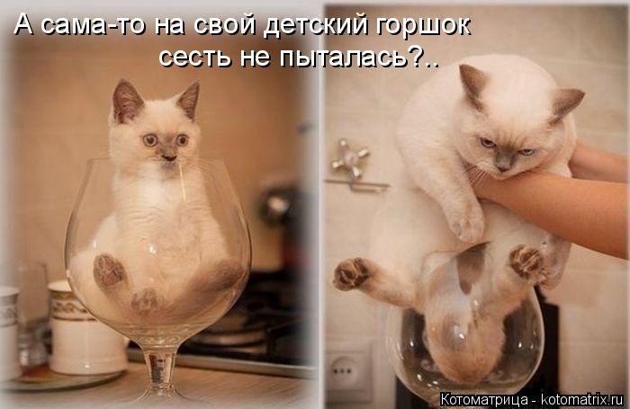 50 смешных котоматриц (50 картинок)