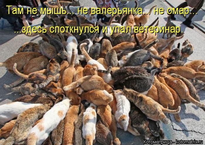 50 смешных котоматриц (50 картинок)