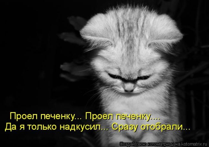50 смешных котоматриц (50 картинок)