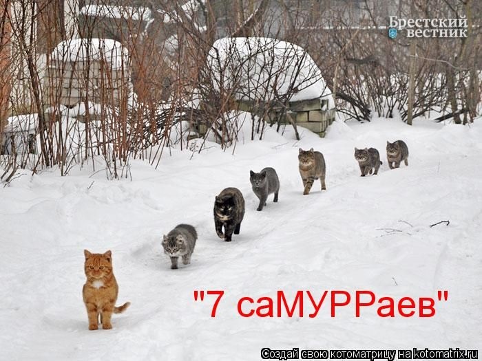 50 смешных котоматриц (50 картинок)