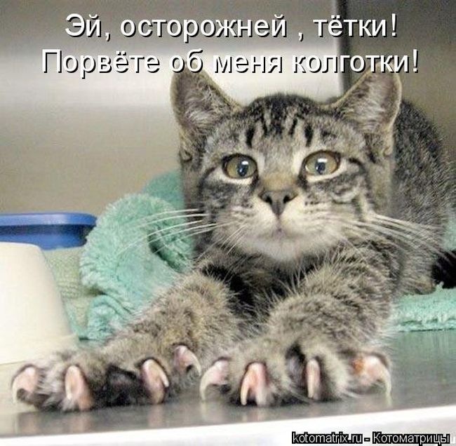 50 смешных котоматриц (50 картинок)