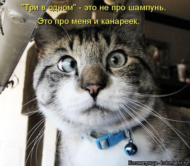 50 смешных котоматриц (50 картинок)