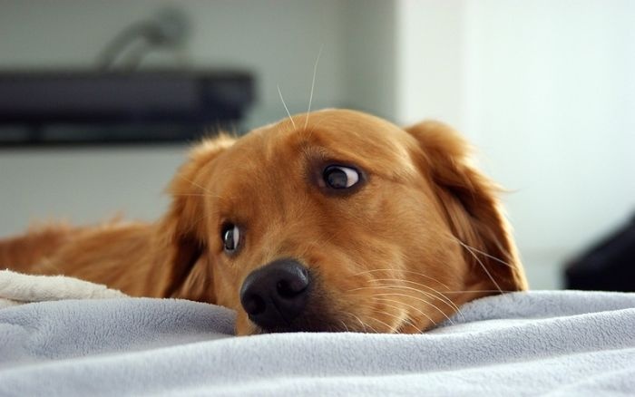 Удивительная собака, выявляющая у людей рак (6 фото)