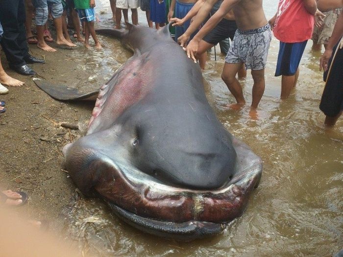 Филиппинские рыбаки поймали морского монстра