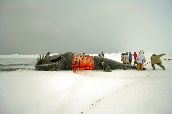 Эскимосы впоймали кита (12 фото)