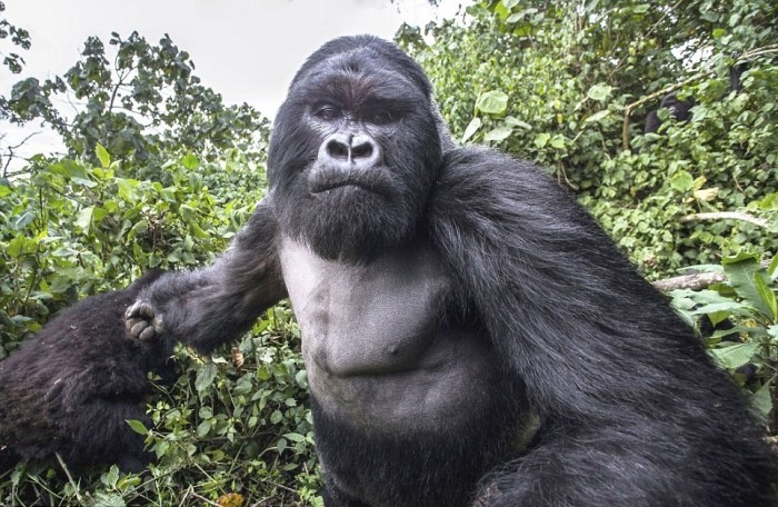 Нападение гориллы на человека (8 фото)