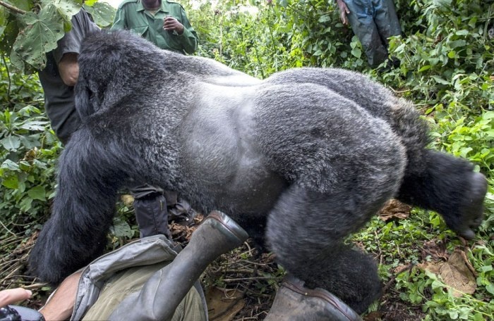 Нападение гориллы на человека (8 фото)