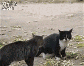 Подборка гифок с бесстрашными котами (14 гифок)