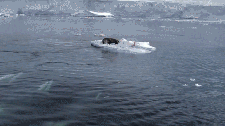 Подборка гифок 18.02.2015 (24 гифки)