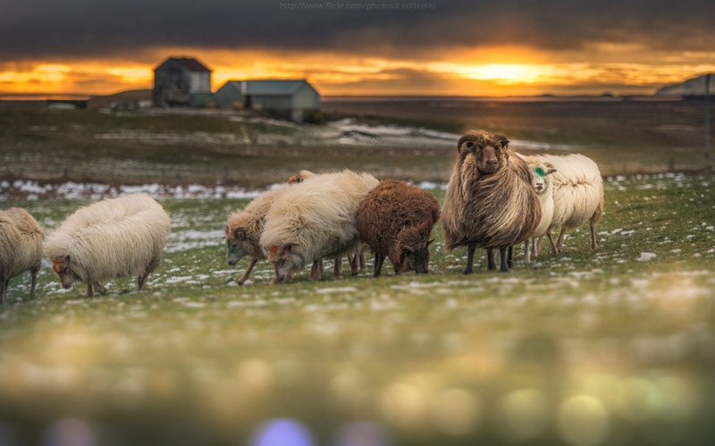 Классные фото символа этого года - овцы