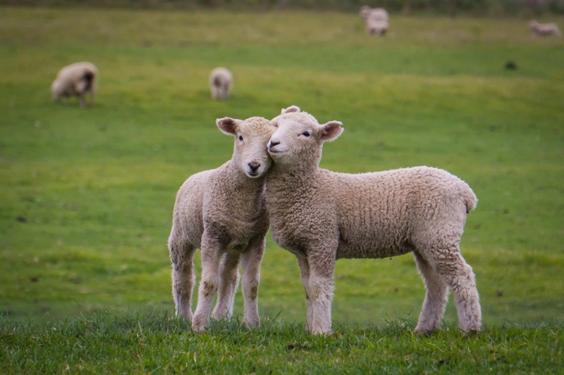 Классные фото символа этого года - овцы