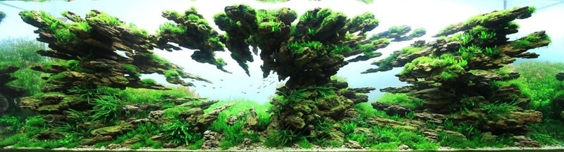 Мастерство аквариумных пейзажей (10 фото)