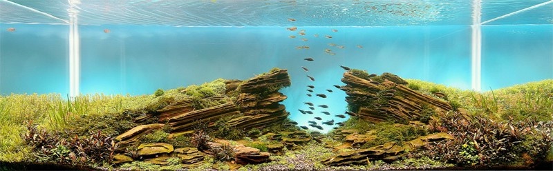 Мастерство аквариумных пейзажей (10 фото)