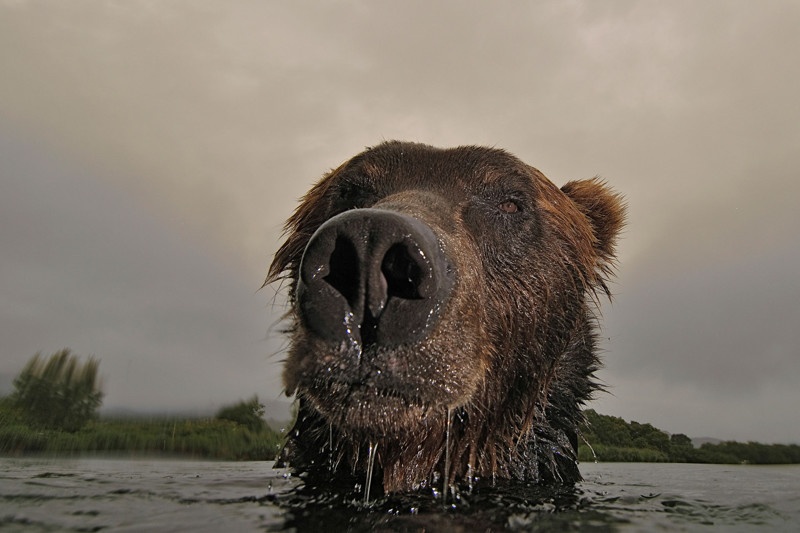 Фотографии "медвежьего фотографа"