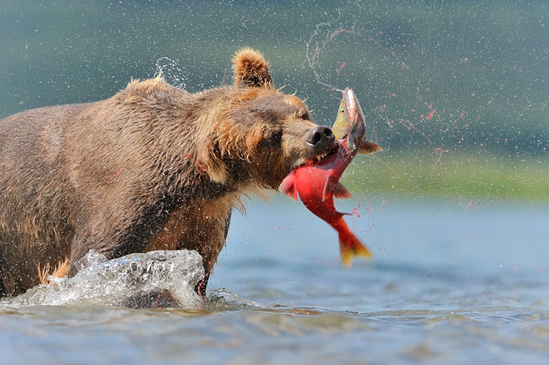 Фотографии "медвежьего фотографа"