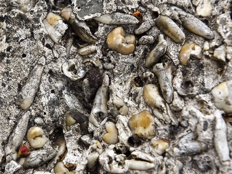 Необычный камень из тысяч зубов