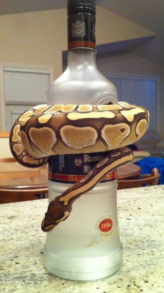 Подборка прикольных картинок 09.03.2015 (105 фото)