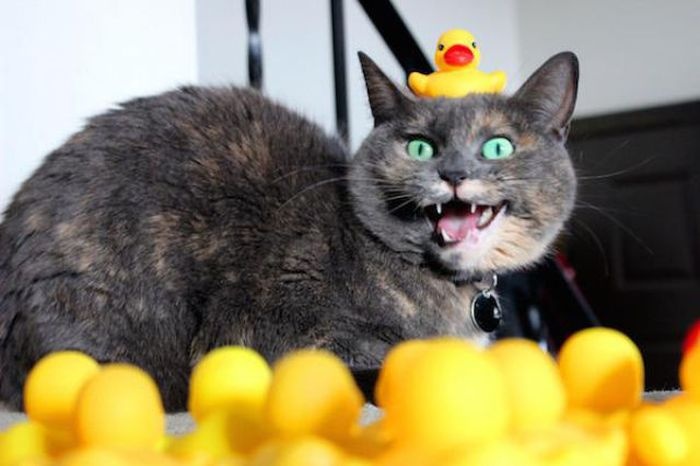 Подборка прикольных картинок 09.03.2015 (105 фото)