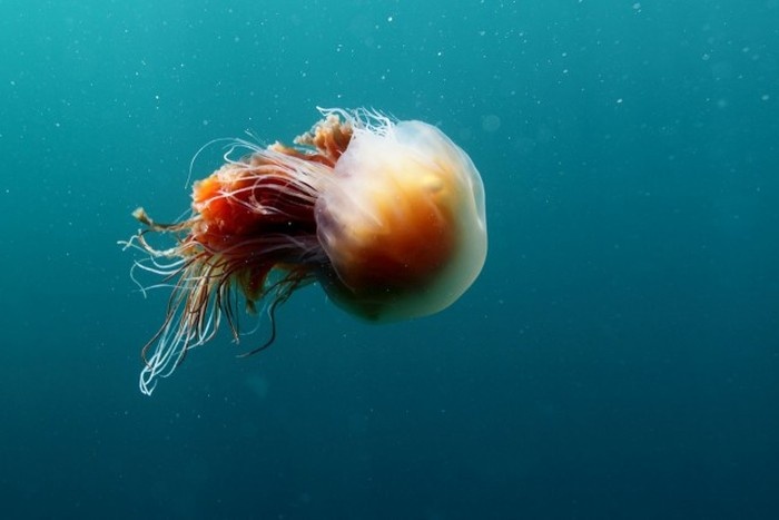 Интересные факты о гигантской медузе - арктической цианеи (17 фото)