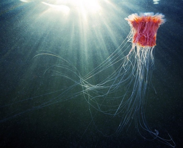 Интересные факты о гигантской медузе - арктической цианеи (17 фото)