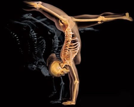 Впечатляющие анатомические фотографии (13 фото)