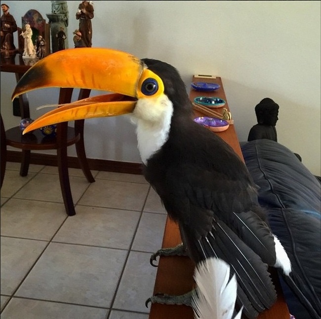 Неплохая альтернатива домашнему попугаю (7 фото)